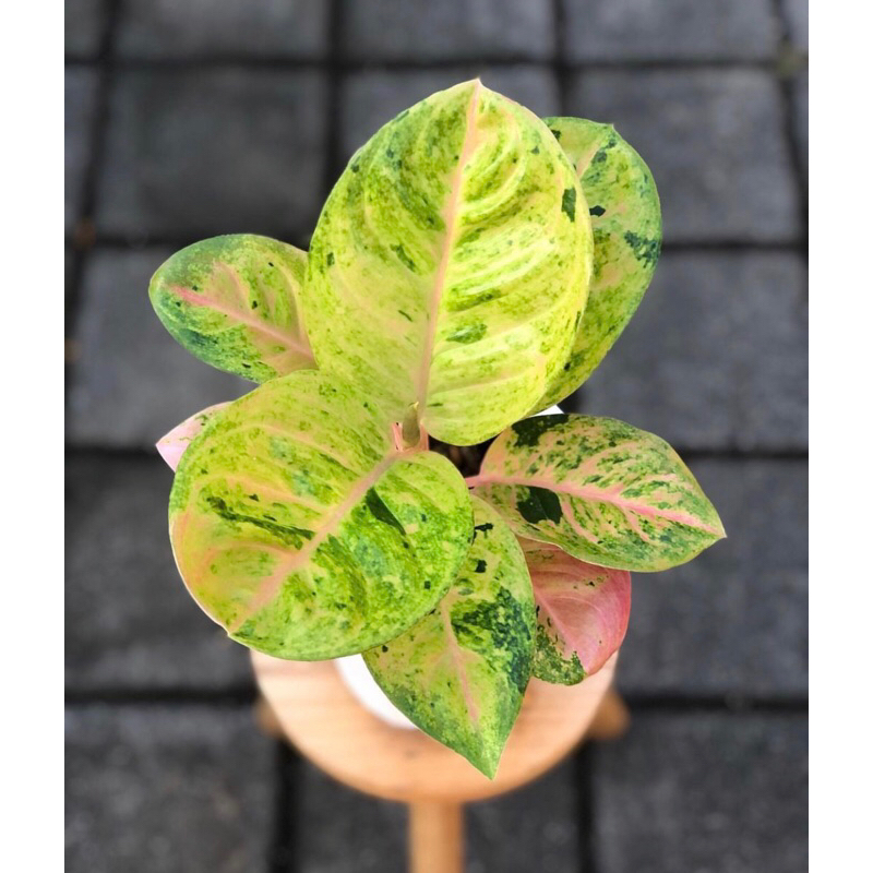 Aglonema emerald baby - Tanamanhias aglonema emerald