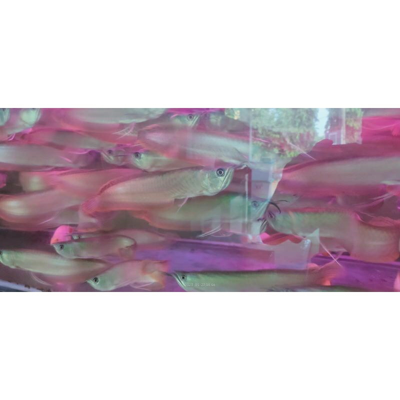 ikan arwana silver ukuran 30 cm