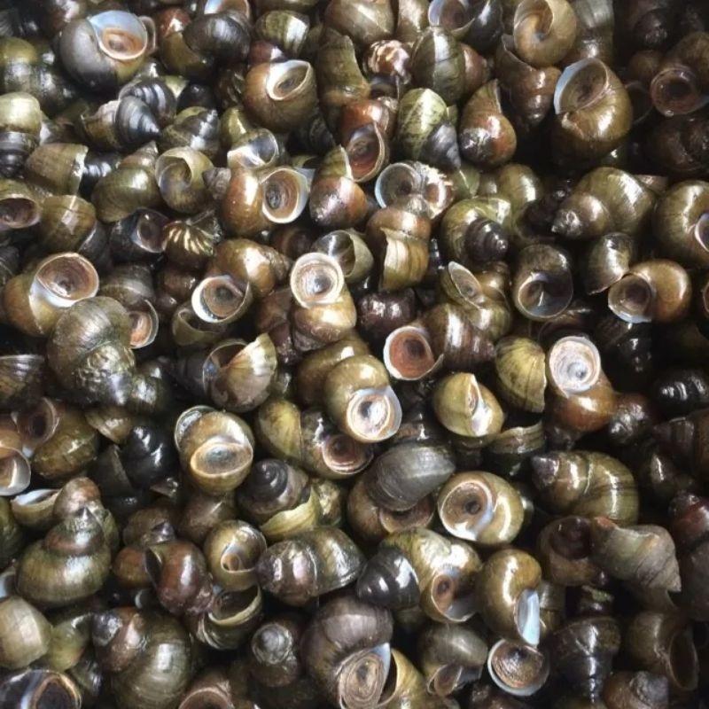 

Tutut Hidup | Kerang Sawah | Obat Liver Kuning dll