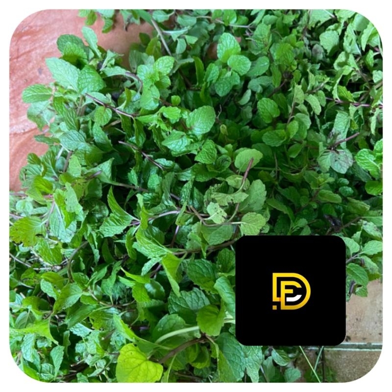 

Daun mint segar petik langsung daun papermint-az