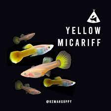 Guppy yellow micarif 1pasang