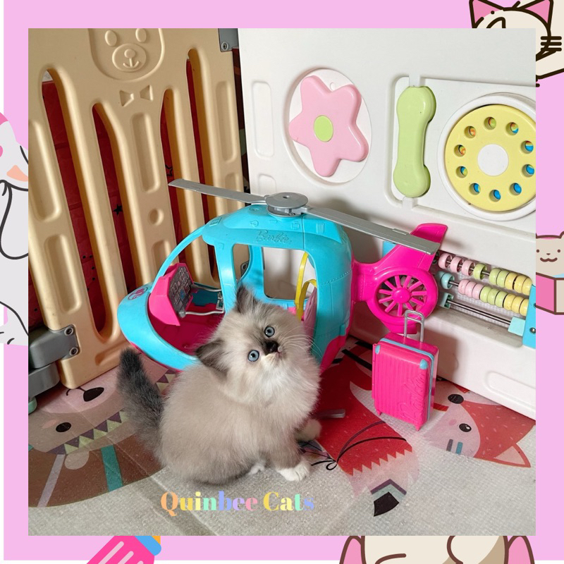 kucing Himalaya  Seal Point Jantan