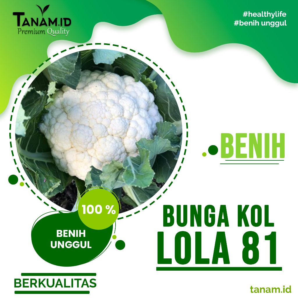 15 Biji - Benih Kembang Kol Lola 81 Bibit Bunga Kol Hibrida Brokoli Putih ECER REPACK