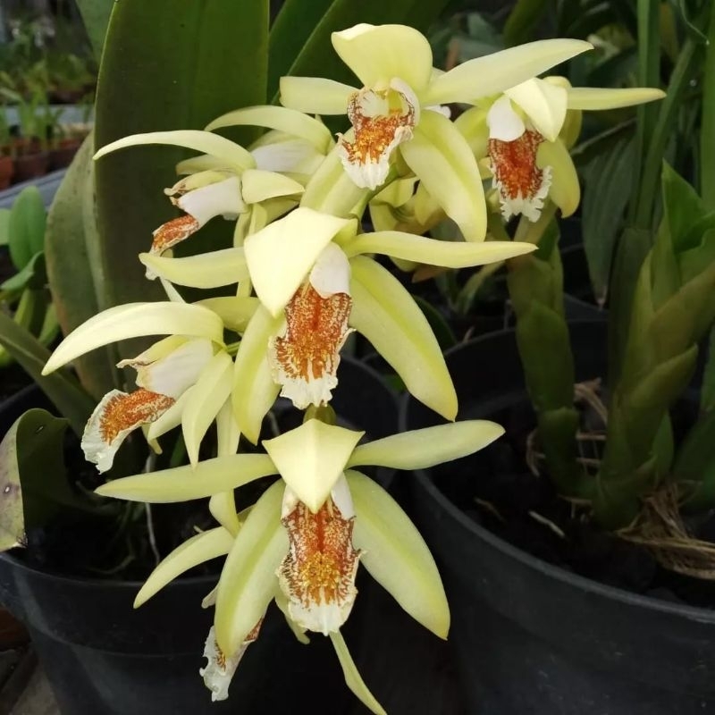 Coelogyne Asperata
