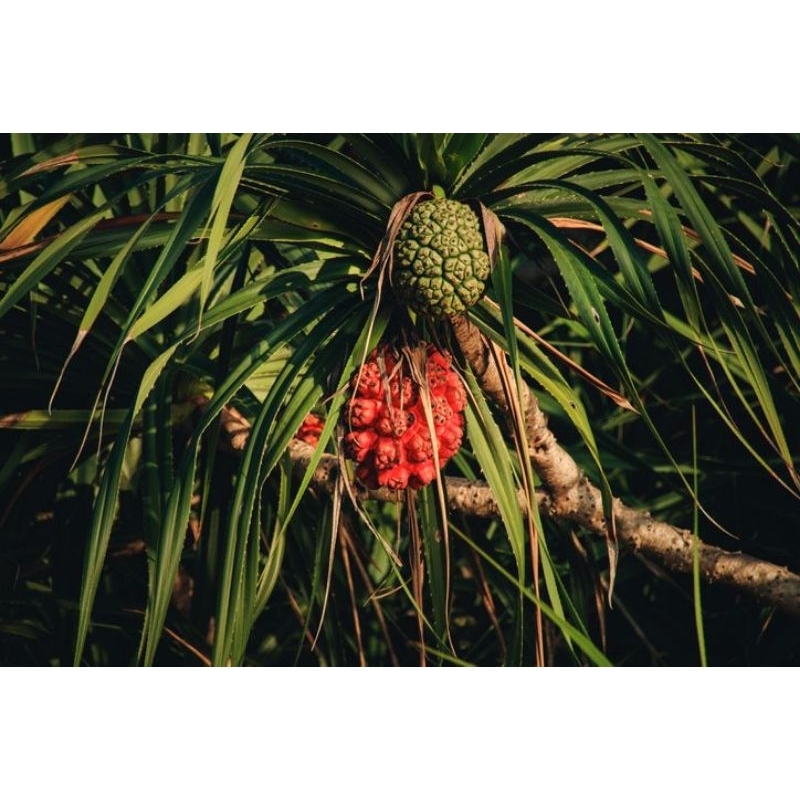 

BUAH PANDAN LAUT
