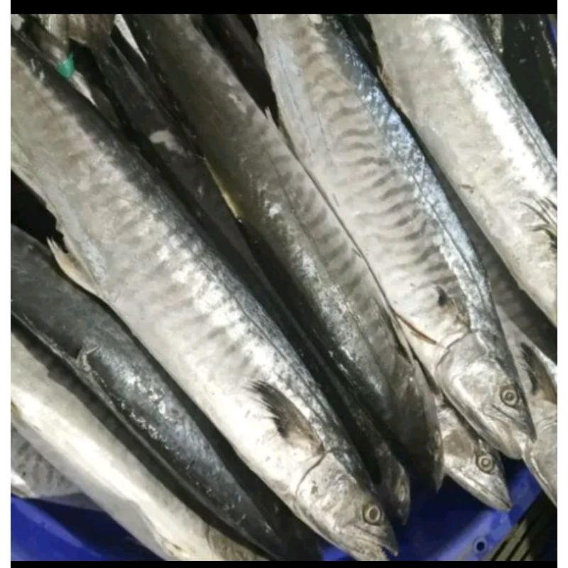 

Ikan Tenggiri 1kg
