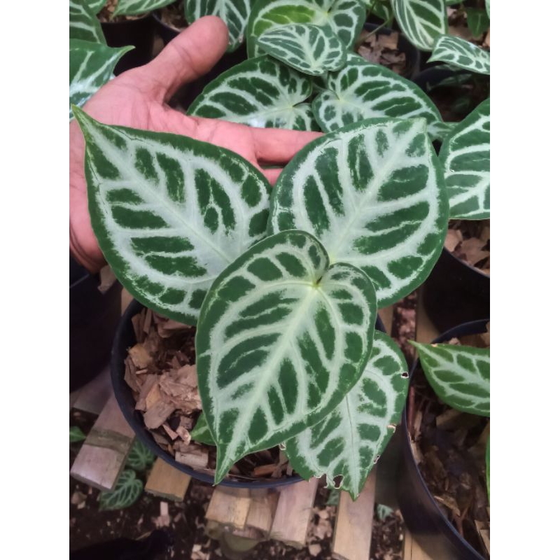 anthurium kuping gajah silver hope