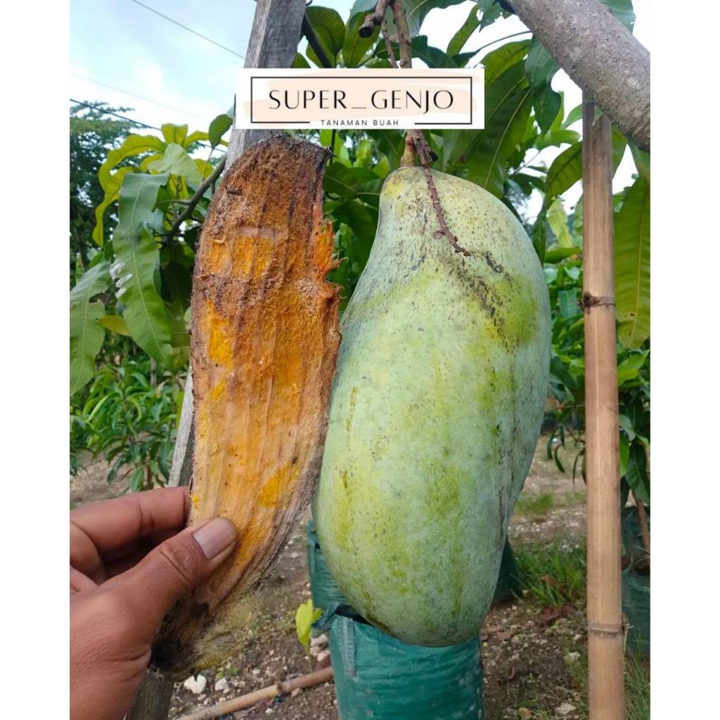 Bibit Mangga Mahatir Super Besar Berbunga LIVE