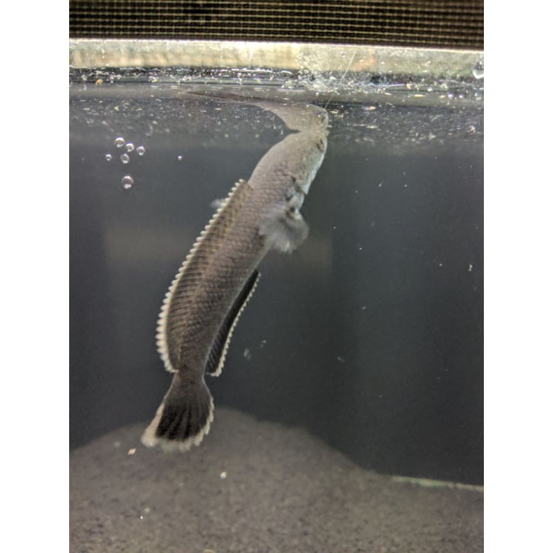 Limbata wc rim putih