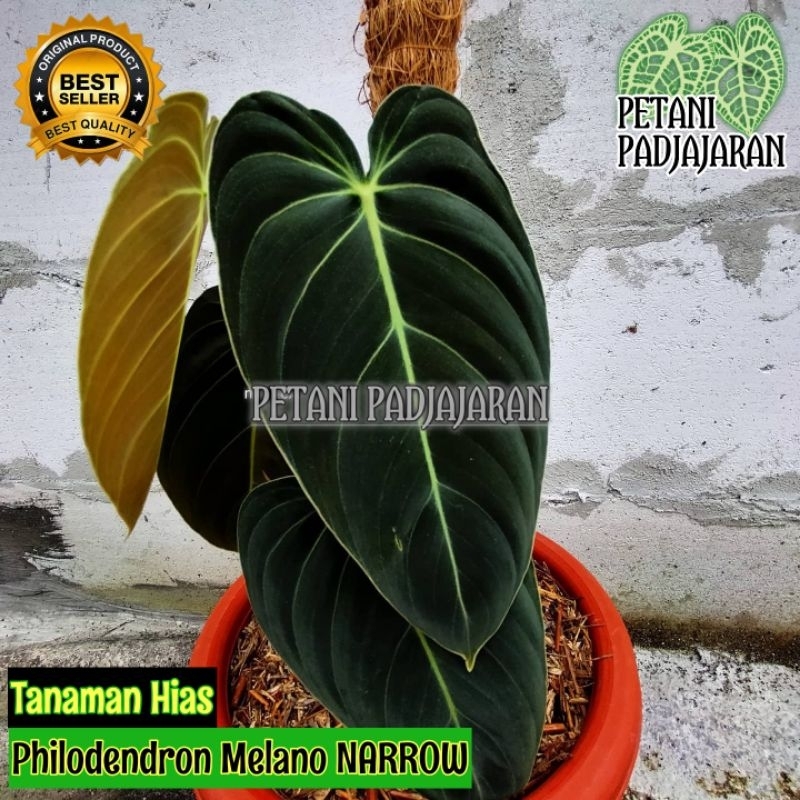 Tanaman Hias Philodendron Melano Narrow