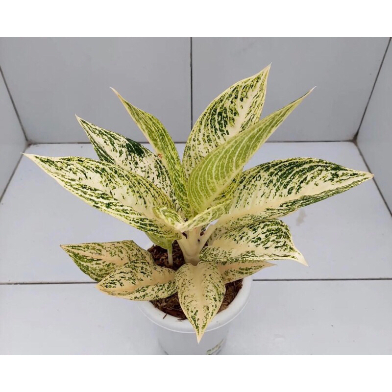 Aglonema Legacy white baby - Tanaman hias aglonema legacy white