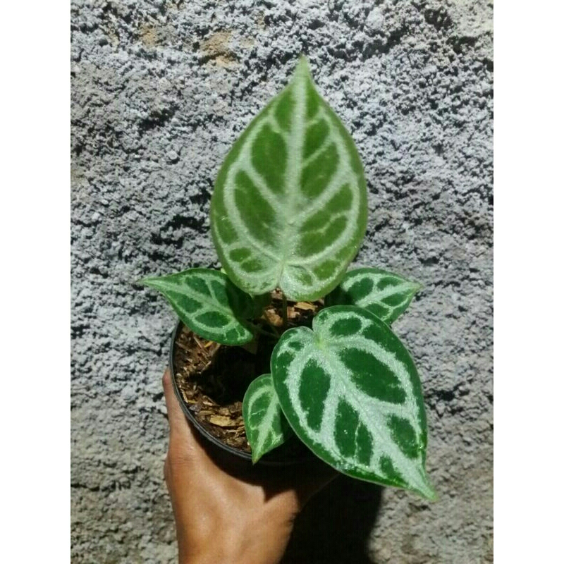 anthurium dorayaki silver