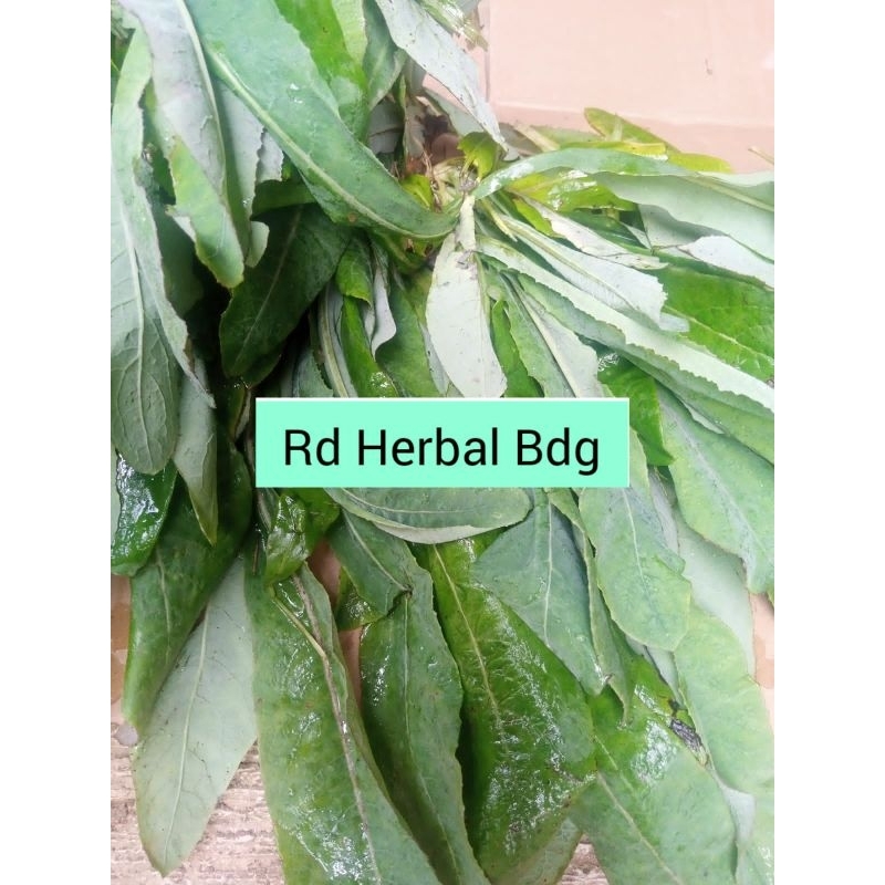 

Tempuyung daun camawak daun segar 1kg