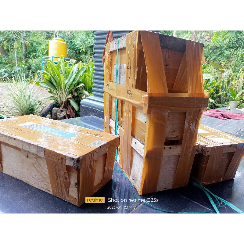 lebah trigona terminata