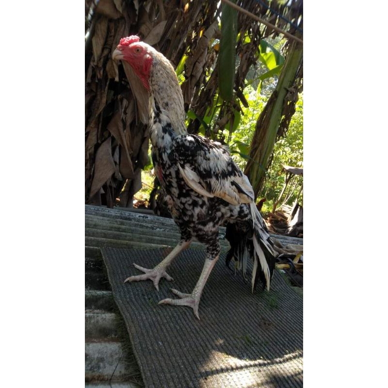 

TELUR AYAM ASSEL PARUT FERTIL BISA DITETASKAN