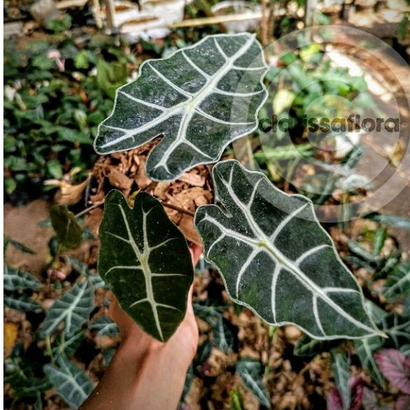 PROMO Tanaman hias keladi Amazon - pohon keladi Amazon termurah - tanaman hias hidup