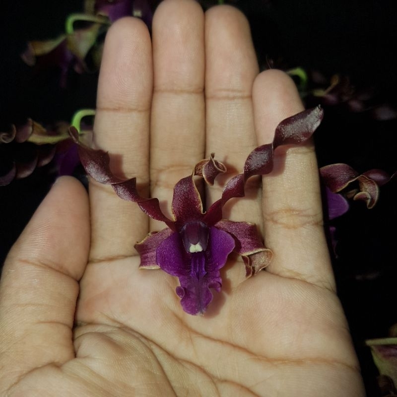 Anggrek Dendrobium Taurinum x Helix Plant Sehat Rimbun Kondisi Berbunga Gelap Kriting Mlintir
