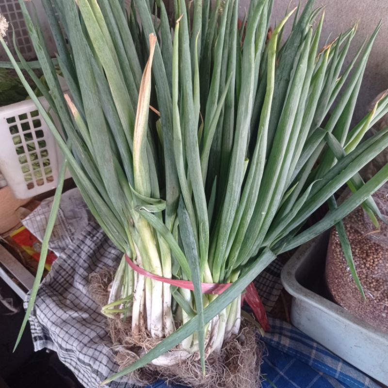 

DAUN BAWANG 500gram BAHAN POKOK BAHAN MASAK BAHAN DAPUR