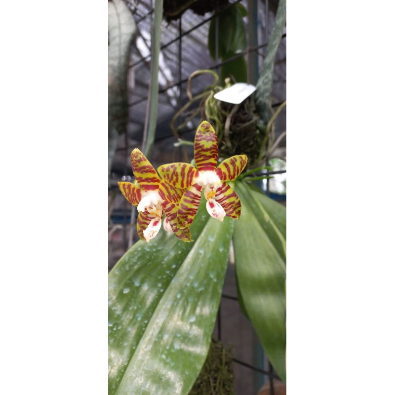 Phalaenopsis Amboinensis