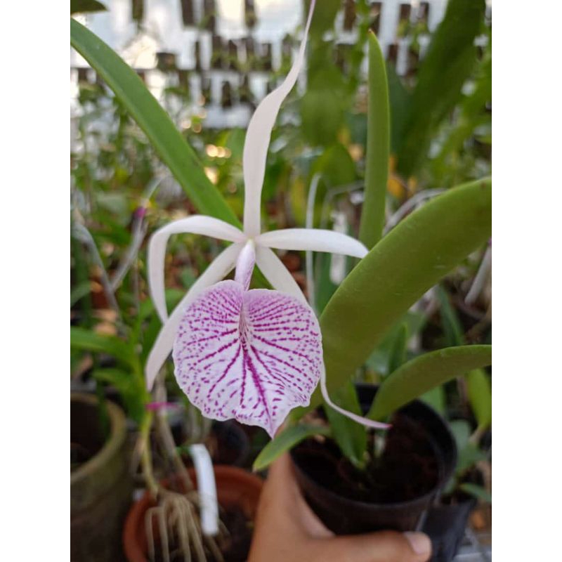 Anggrek Cattleya Morning Glory