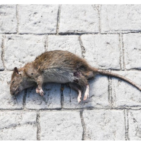 Racun Tikus Cair HAN SHI Botol Obat Anti Tikus Basmi Tuntas Ampuh