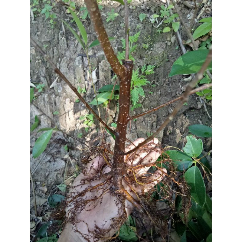 bonsai iprik program akar iprik pecah batang