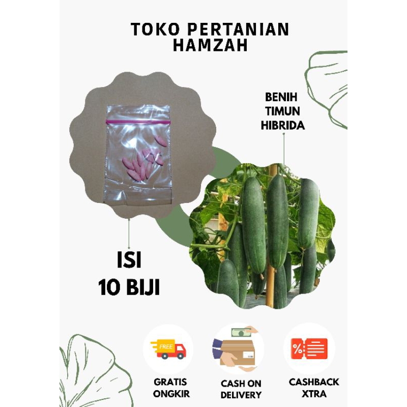 BENIH TIMUN HIBRIDA HERCULES BIBIT TIMUN UNGGUL