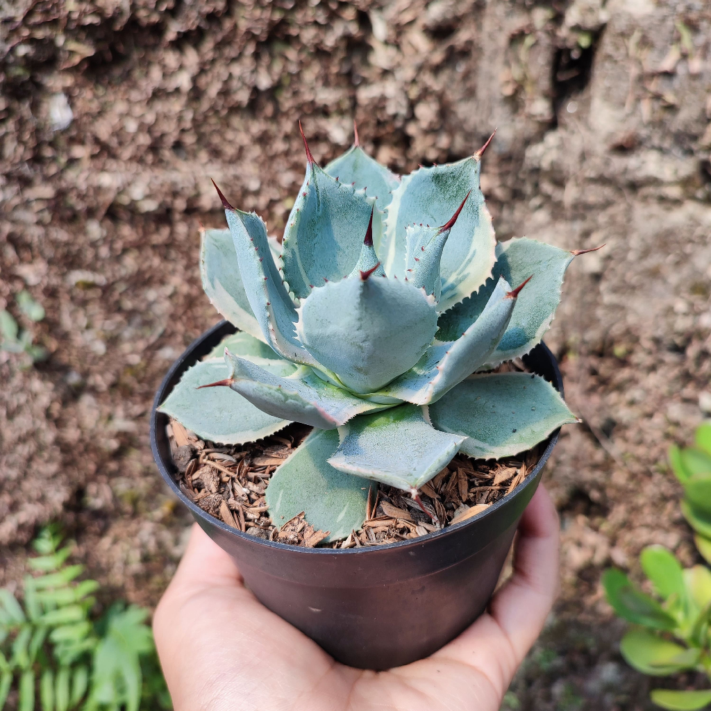 Agave Blue| D 10 Cm |  Sukulen