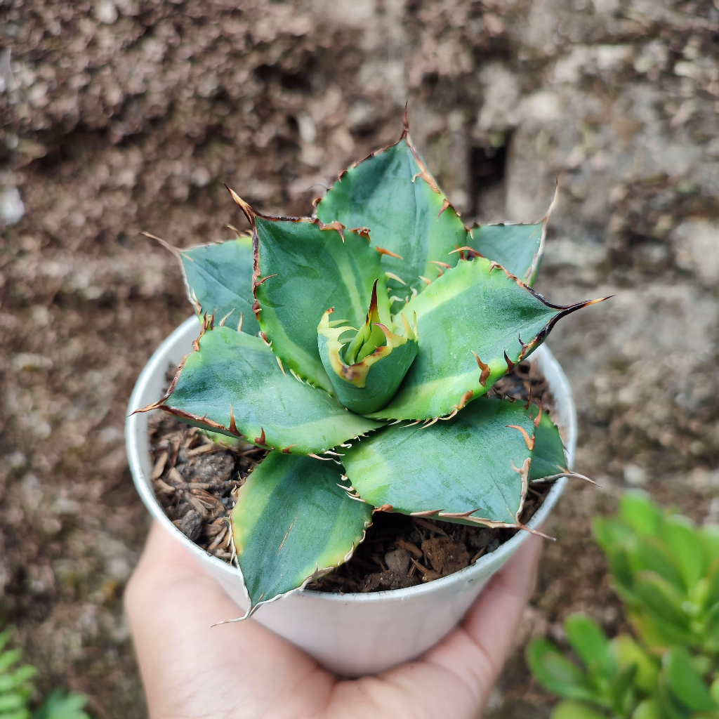 Agave Banana Titanota | D 10 Cm |  Sukulen