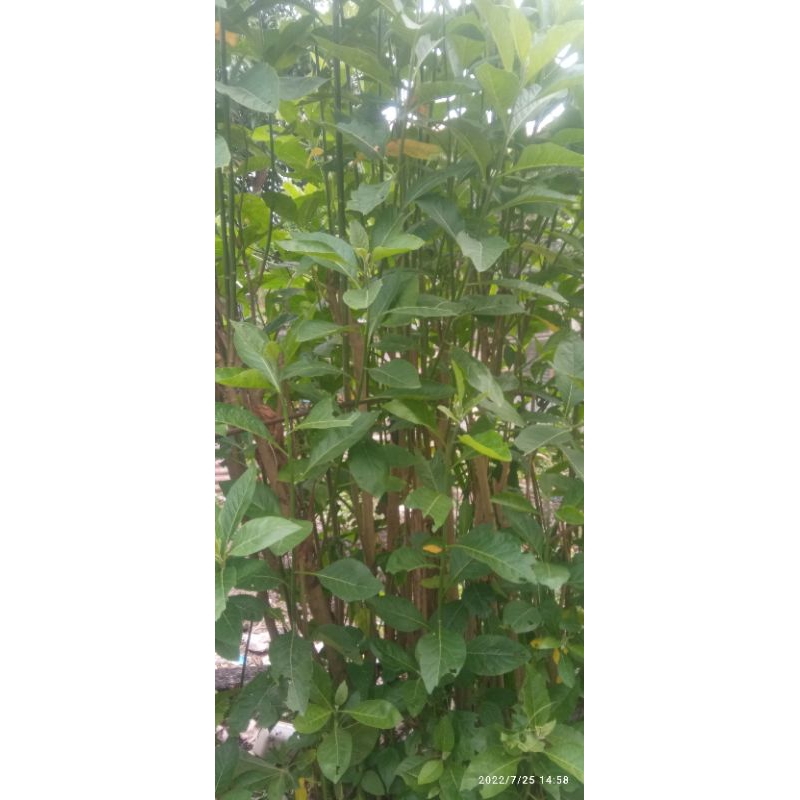 

daun penyambung nyawa