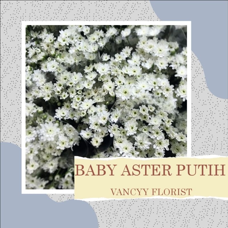 Bunga Baby Aster Putih Fresh Pertangkai / Bunga Baby Aster Putih Vancyy Florist / Bunga Baby Aster M