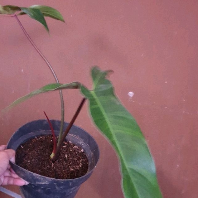 Philodendron Mexicanum