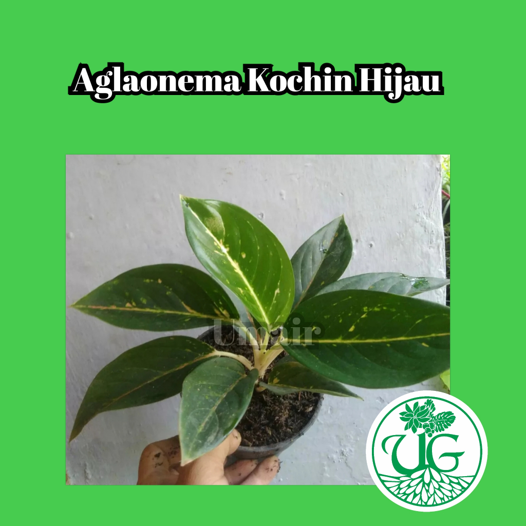 Aglaonema Kochin Hijau
