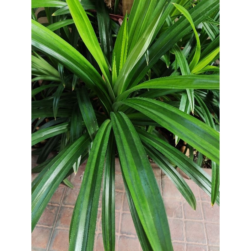 

Daun Pandan Segar Petik Dadakan (1 lbr)