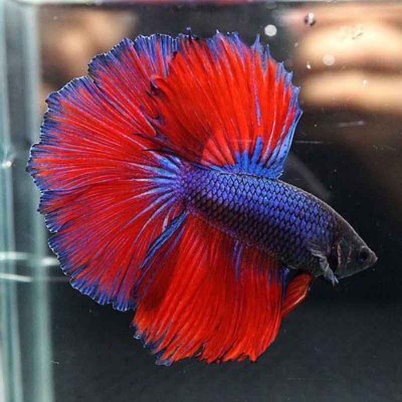 IKAN CUPANG HALFMOON JANTAN REMAJA