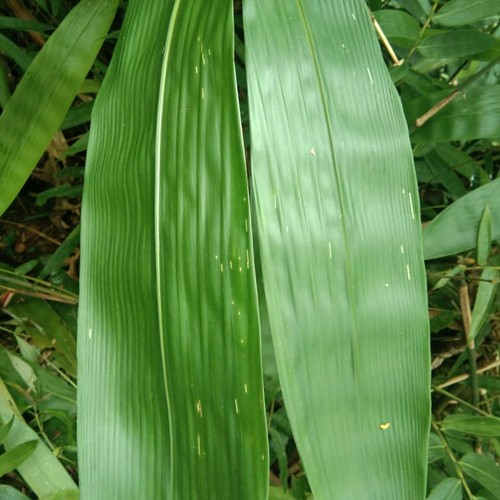 

Daun bambu segar
