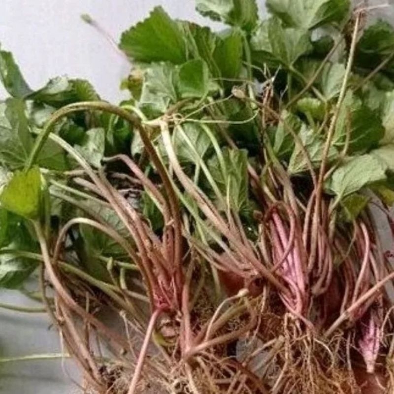 

daun peggan merah antanan lanang segar 500 grm