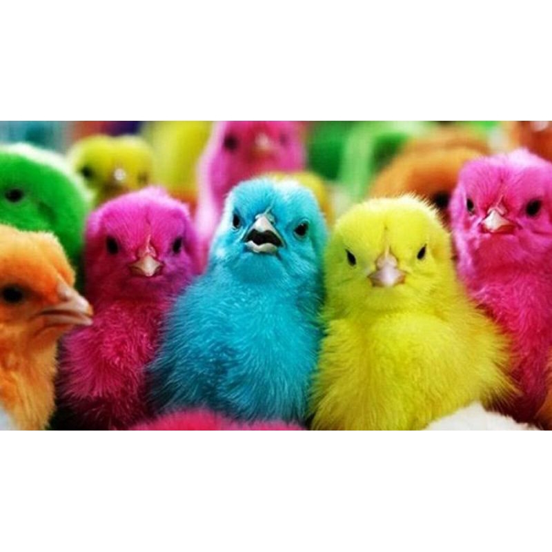 Jual Anak Ayam Teletubbies / Ayam Warna Warni  (Hewan Hidup)