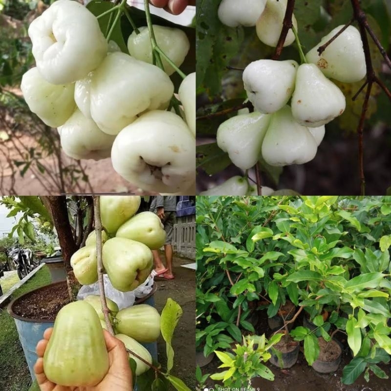 Bibit Tanaman Jambu Air Madu Susu Tinggi 1 Meter Up Batang Besar Dan Rimbun Cepat Berbuah