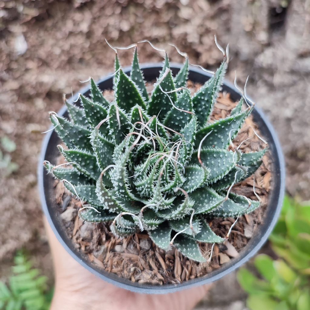 Aloe Aristata | DP 10cm | Sukulen