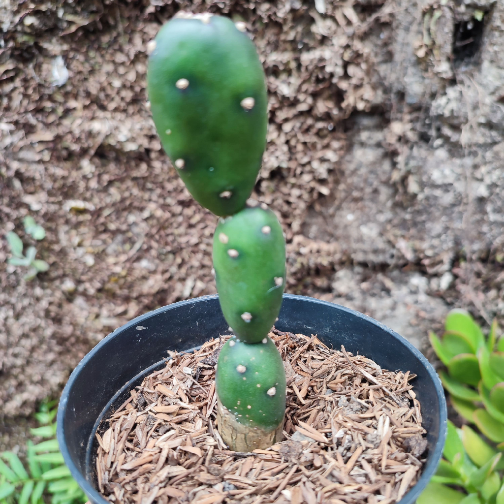 Opuntia Canterae | DP 10cm | Kaktus