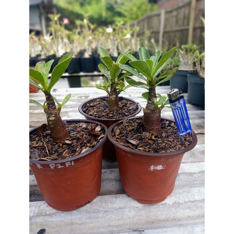 Bibit Adenium Arabikum Hibrid Skin Hitam Black Ship Seedling