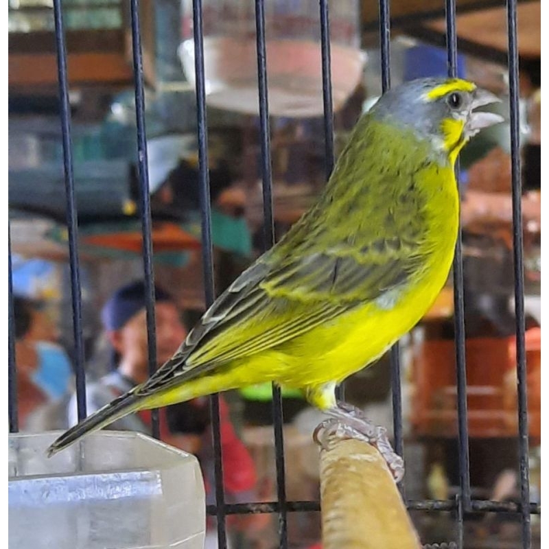 Mozambik jantan gacor