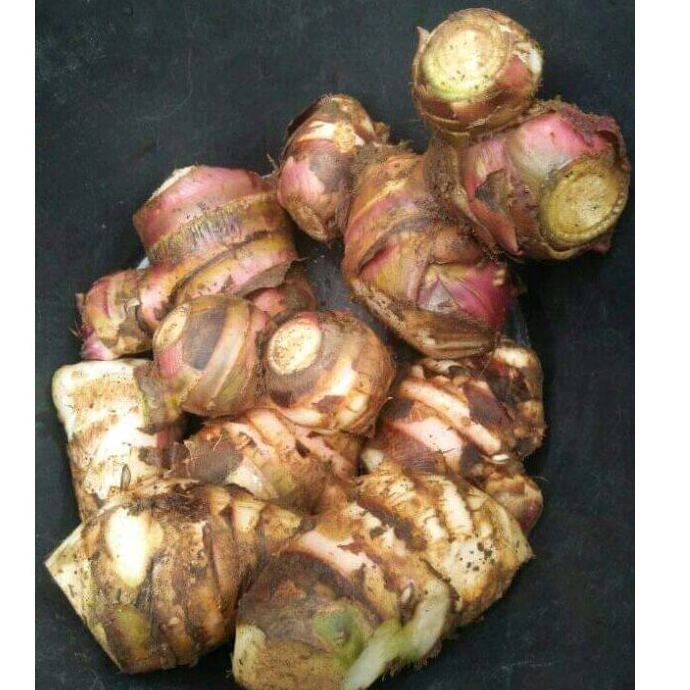 

umbi ganyong atau ubi ganyol segar per 1 kg