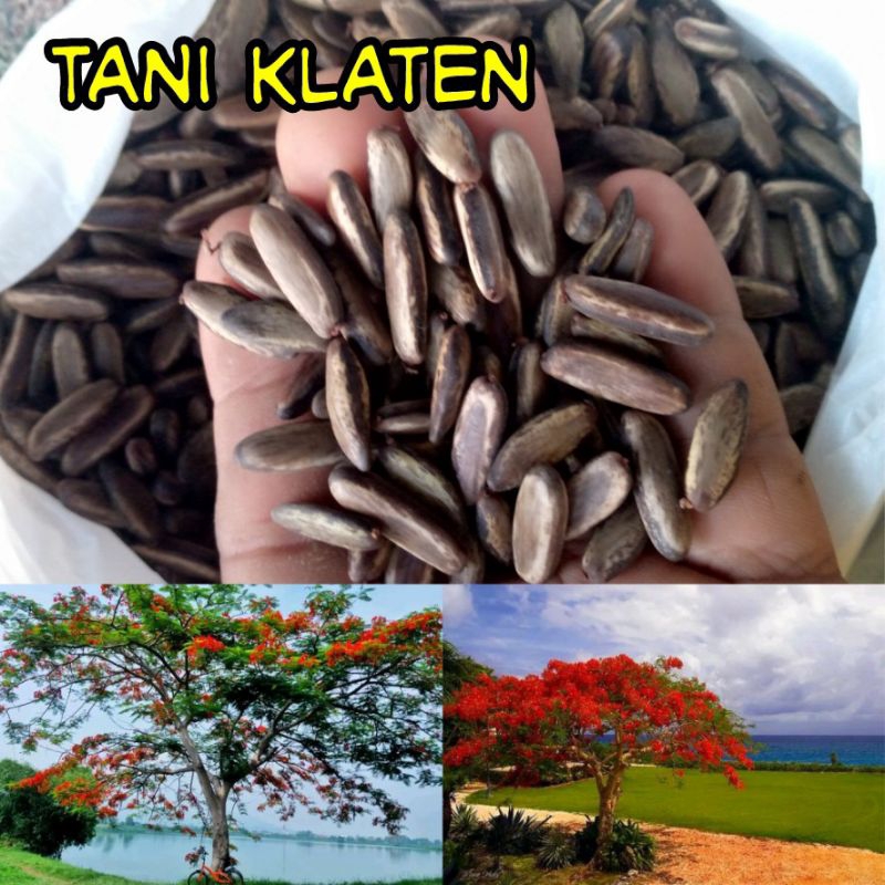 Biji pohon FLAMBOYAN MERAH