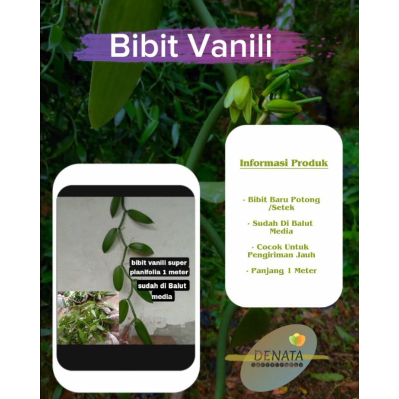 bibit vanili planifolia 1meter