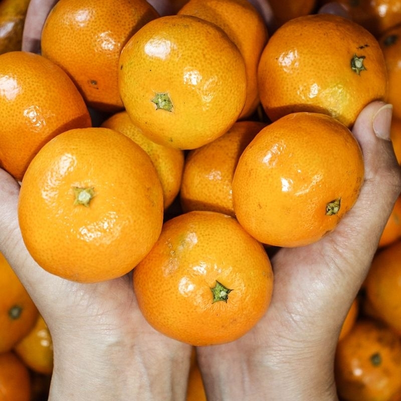 

jeruk mandarin