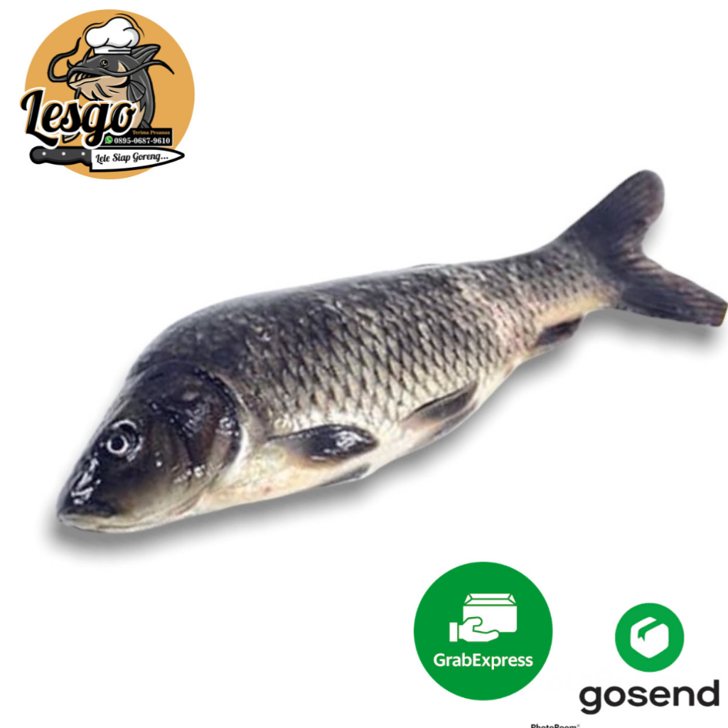 

Ikan emas Hidup Segar Fresh 500gr/1000gr FREE DIBERSIHKAN Lesgo99