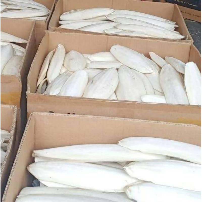 Tulang sotong super jumbo