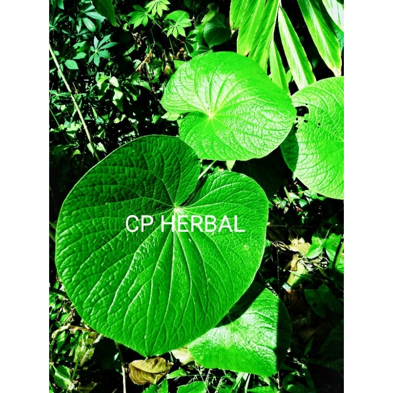 

daun gedebong per 500gram murah.